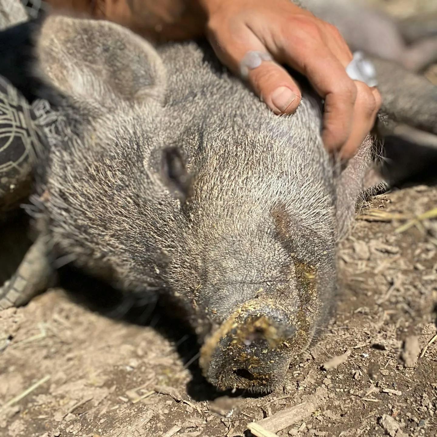 Des animaux bien plus heureux dans ce sanctuaire