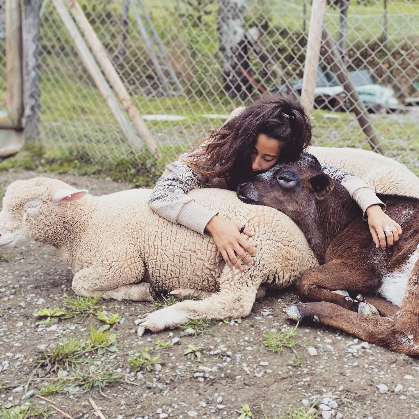 Nos moutons et vaches